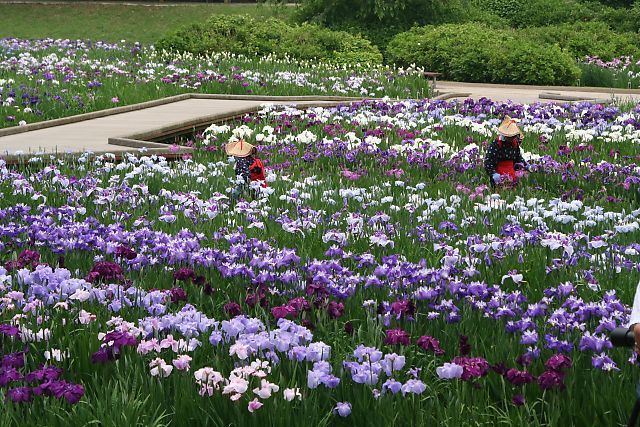 横須賀菖蒲園_d0029744_13154349.jpg