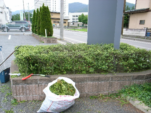 耳鼻科医、植木職人になる！？_e0084756_17585175.jpg