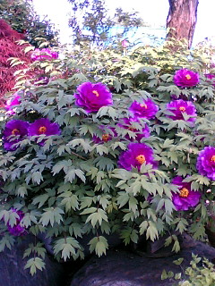 e0080165_13421788.jpg