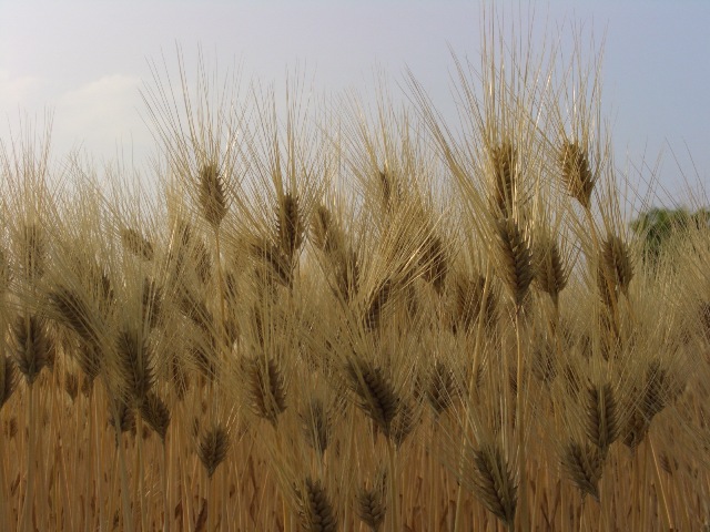 e0090584_19421.jpg
