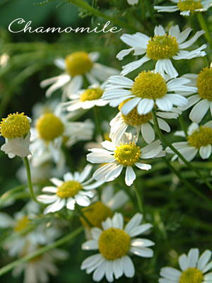 *Chamomile～カモミール～_d0034988_2283010.jpg