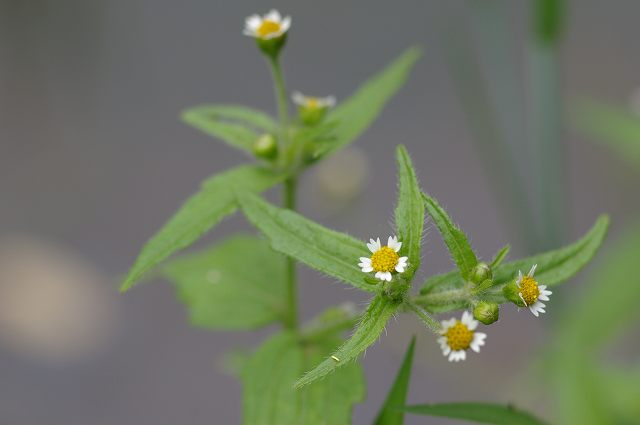 e0070891_21221498.jpg