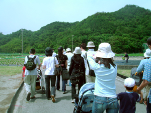 鳴門金時の苗植え会に行ってきました。　２００６年６月１５日更新_b0076710_16531251.jpg