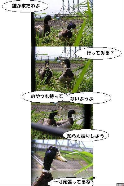 マガモの会話_a0037019_23164747.jpg