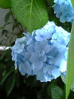 梅雨の紫陽花_c0033521_9431531.jpg