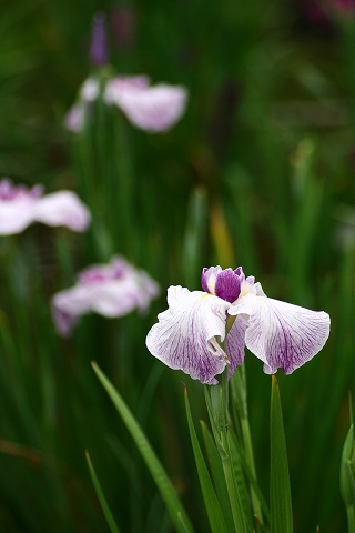 城北菖蒲園_f0014971_2326786.jpg