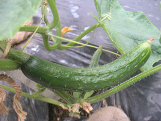 f0069775_22313248.jpg