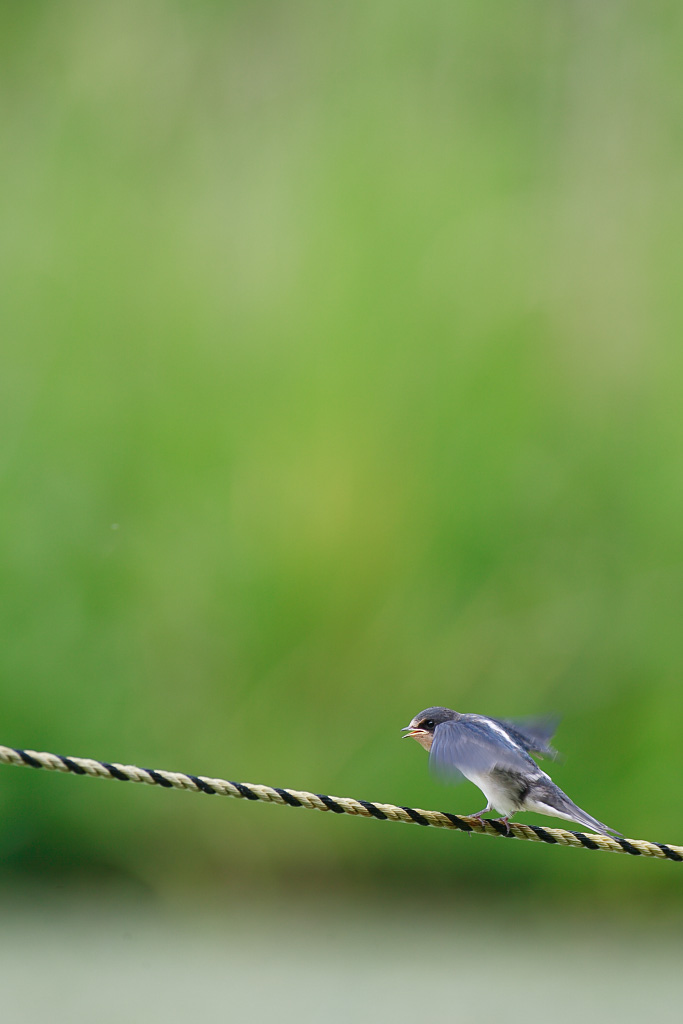 A schene of swallows  ツバメ_c0034905_1123229.jpg