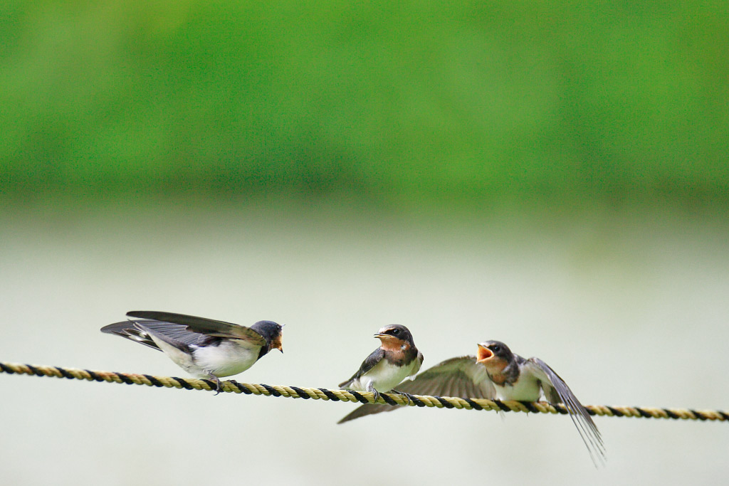 A schene of swallows  ツバメ_c0034905_19030.jpg