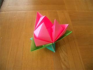 睡蓮と布施知子さんの本 生長する立体 Mrtn Directory