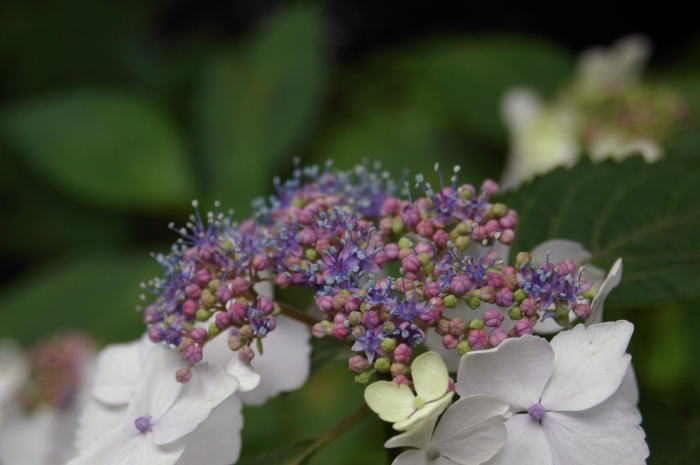 薬師池の菖蒲と紫陽花_e0095142_20592945.jpg