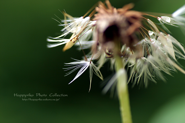 紫陽花園探索…_b0049843_1827456.jpg