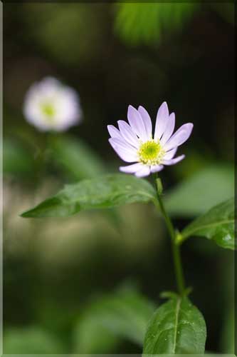 　庭のお花　　　都わすれ_e0003261_1341421.jpg