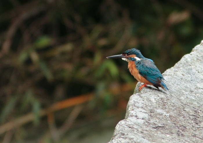 カワセミ（幼鳥）_c0029182_1433832.jpg