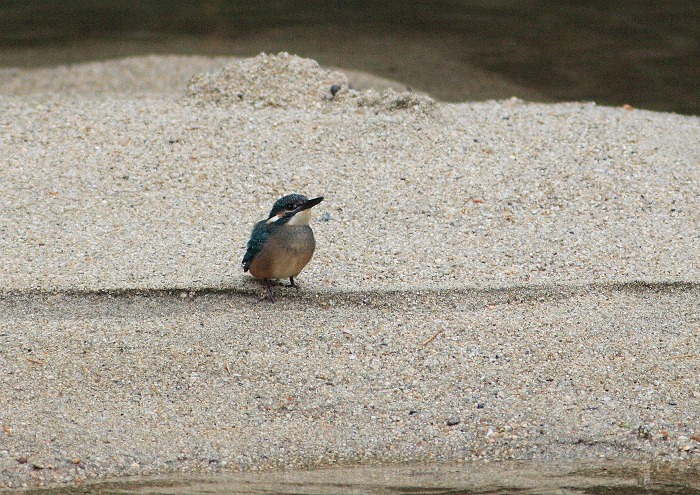 カワセミ（幼鳥）_c0029182_14373255.jpg