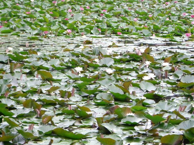 a0057402_06135.jpg