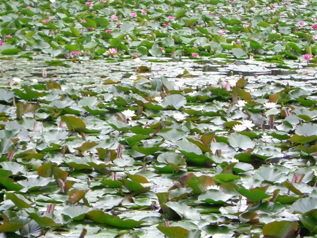 善福寺公園の睡蓮_a0057402_06135.jpg