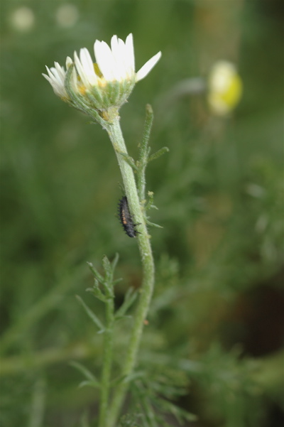 ローマンカモミールの開花。そして、テントウムシの幼虫は働き者。_d0014507_1713945.jpg