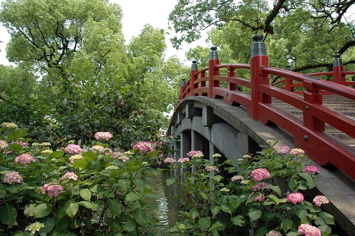太宰府天満宮の紫陽花 ことまち写真館