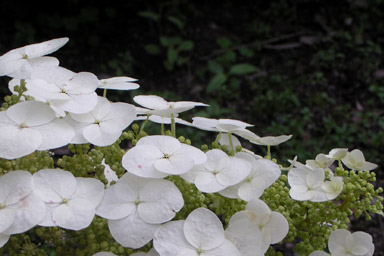 守山　芦刈園_b0058920_22522633.jpg