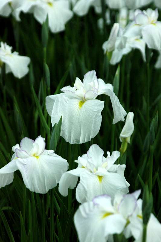 純日本的な園芸植物の花菖蒲_d0018223_6333643.jpg