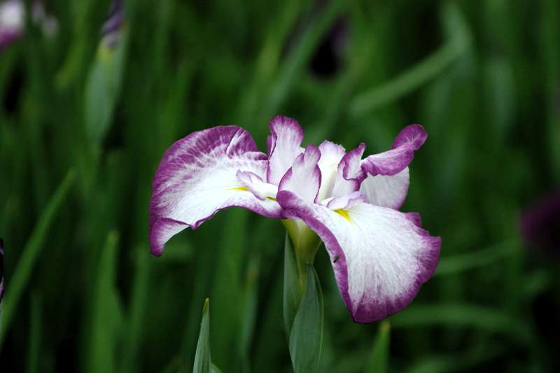 純日本的な園芸植物の花菖蒲_d0018223_6341892.jpg