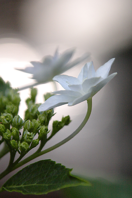 紫陽花　　形原あじさいの里編 _e0077631_18453864.jpg