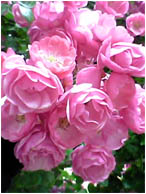 c0023937_21385597.jpg