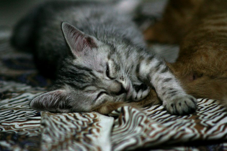 Year of the Cat_b0060239_20521193.jpg