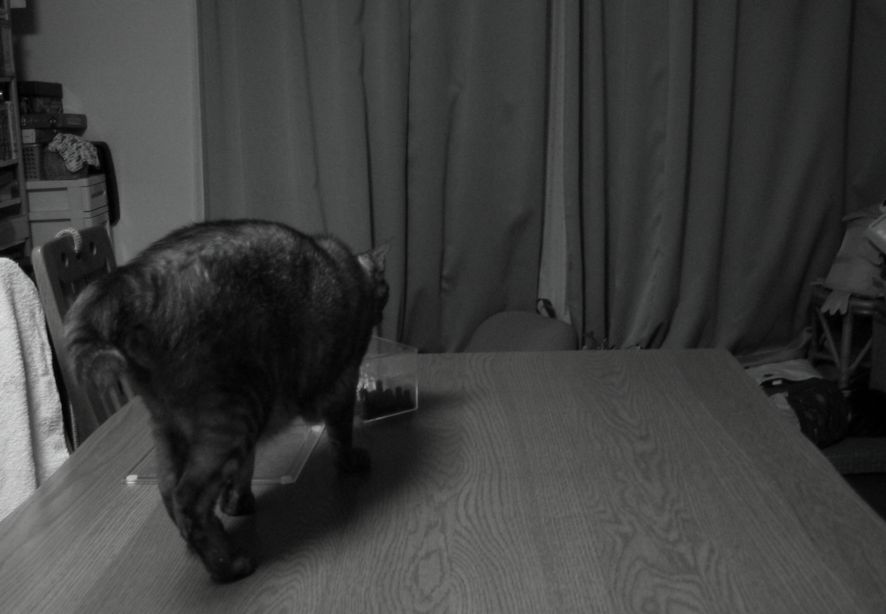 Year of the Cat_b0060239_22132137.jpg