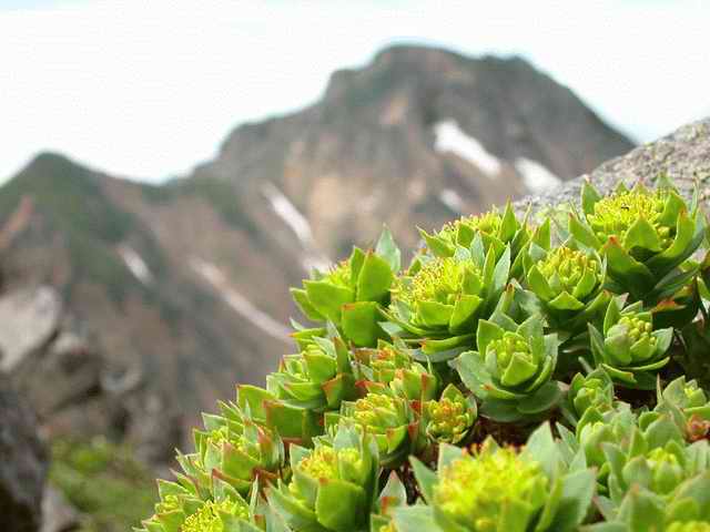 南八ヶ岳、花巡り_e0014441_22571180.jpg