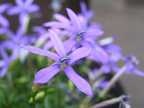 薄紫の花・斑入りギボウシ、カンパニュラ・アルペンブルー、イソトマ_c0051143_23484120.jpg