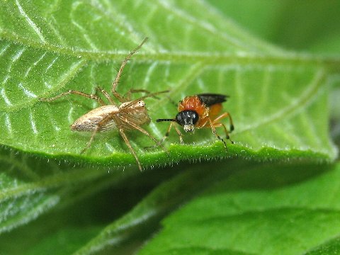 シロスジショウジョウグモ、ギンメッキゴミグモ、ササグモ_f0027647_13451931.jpg