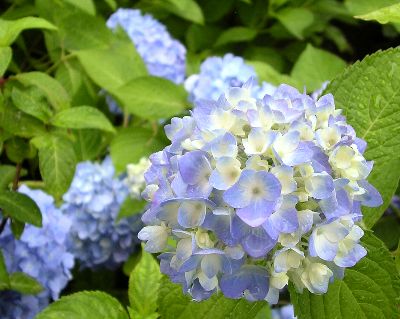 しとしと雨の日だから（紫陽花編）。_c0054148_18132810.jpg