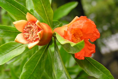 柘榴の花と実 藤空木 夾竹桃 風の向くまま