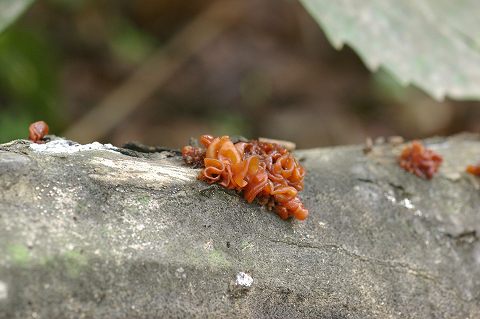 タマゴテングタケモドキほか　　06.6.18_e0070891_18211648.jpg