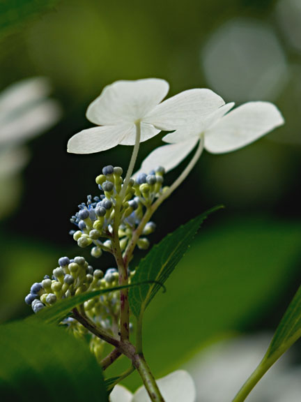 梅雨の花　2_f0002801_0172595.jpg