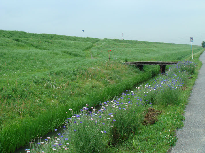 　　■花を育てる人_c0000718_135919.jpg