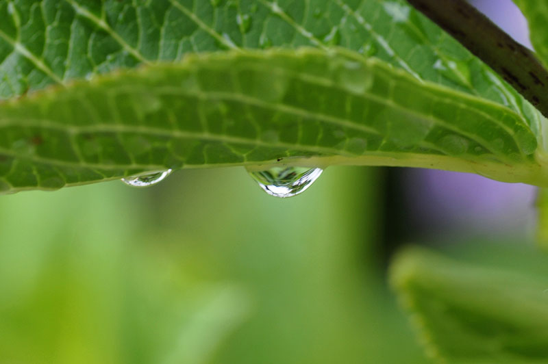 雨上がりに・・・_f0060531_13563887.jpg