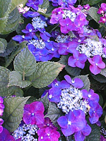 f0038336_8373267.jpg