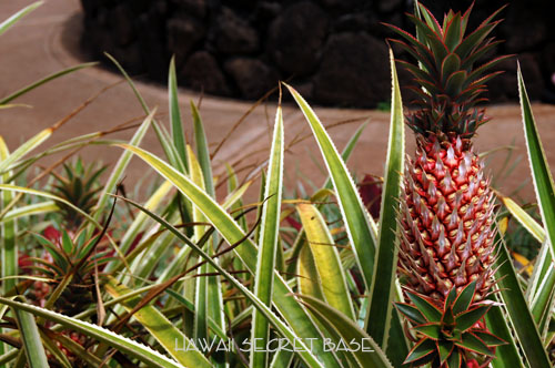 Dole Plantation_f0015440_737396.jpg