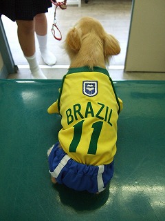 セファランチン特集ページアップしました!_b0059154_1312211.jpg