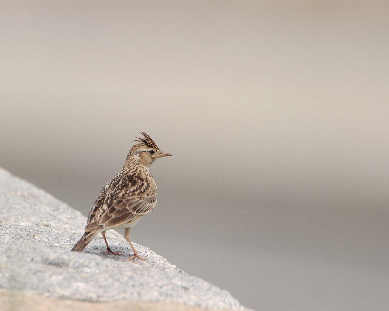 冠羽を立てたヒバリらしい写真 野鳥の壁紙あり Life With Birds 3