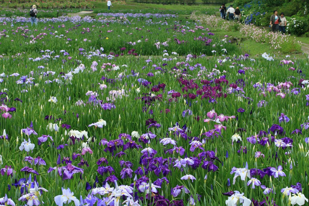 茂原市ひめはるの里の花菖蒲_e0071178_4481497.jpg