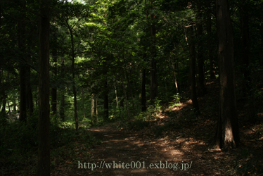 e0027083_840746.jpg