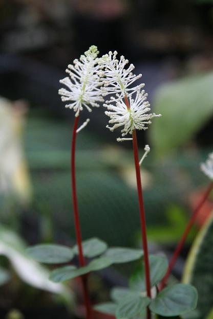 熱帯の花 ５ ペペロミア フラセリ えるだま 世界の国から