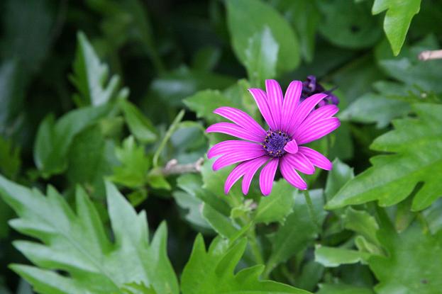八丈島の花 14 アフリカンデージー えるだま 世界の国から