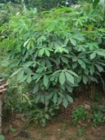 キャッサバの葉っぱの料理 : タンザニアの空の下