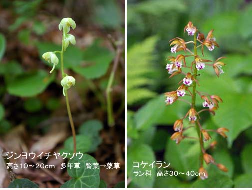 野幌森林公園の花たち_b0019313_18504978.jpg