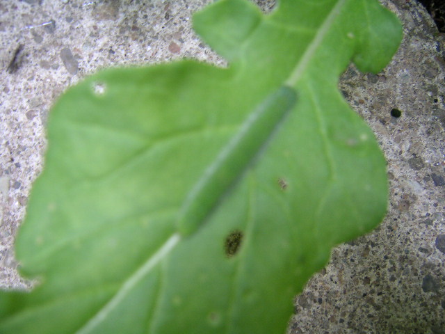 何の虫 ルッコラ インゲンについてる ごく身近な風景 映画メモ